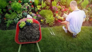 Man bends down to garden outside on a sunny day
