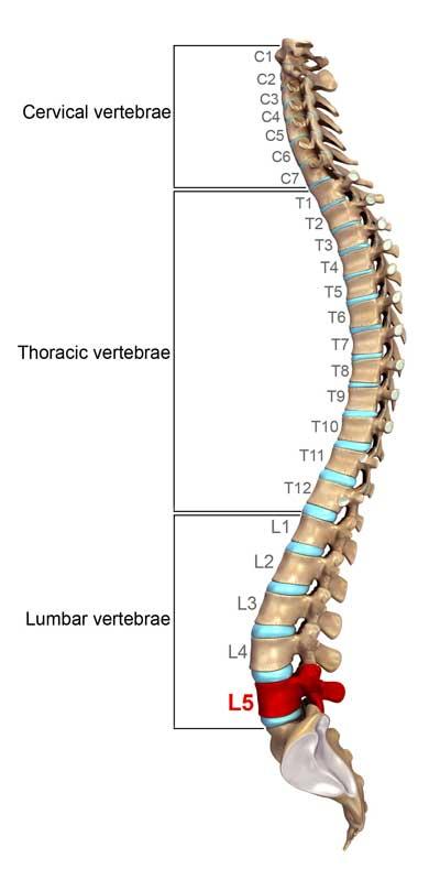 Illustration of the different vertebrae sections of the human spine