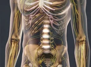Illustration of a person's skeletal spine and midsection